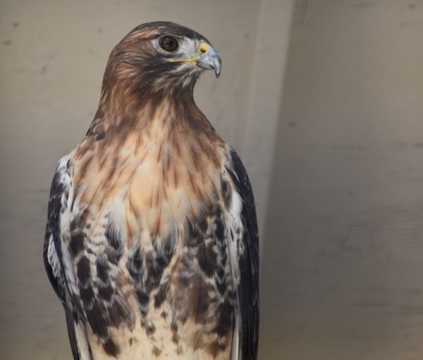 Red-tailed Hawk